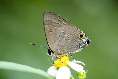 玳灰蝶 Deudorix epijarbas menesicles 性別不明