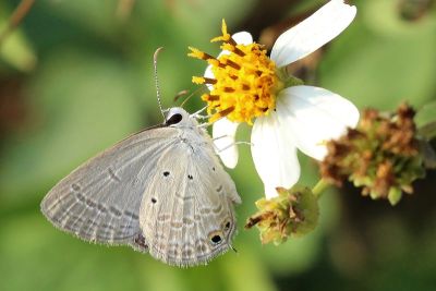 奇波灰蝶 Euchrysops cnejus 雄蟲