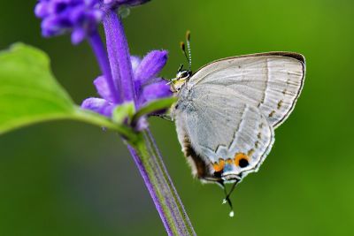 南方灑灰蝶 Satyrium austrinum 雌蟲