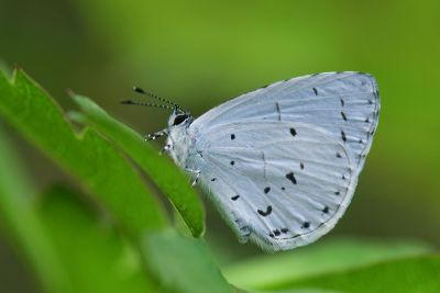 白斑嫵琉灰蝶 Udara albocaerulea 雄蟲