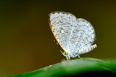 熙灰蝶 Spalgis epeus dilama 雄蟲