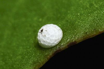 白腹青灰蝶 Tajuria diaeus karenkonis