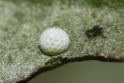 白腹青灰蝶 Tajuria diaeus karenkonis