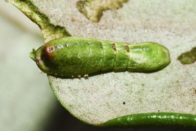 白腹青灰蝶 Tajuria diaeus karenkonis