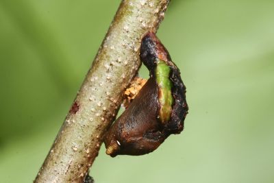 白腹青灰蝶 Tajuria diaeus karenkonis