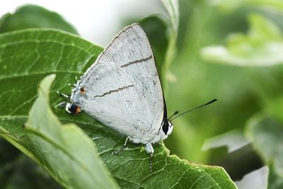 白腹青灰蝶 Tajuria diaeus karenkonis 性別不明
