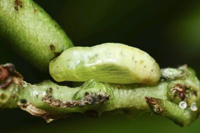 白雅波灰蝶 Jamides celeno lydanus