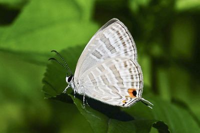 白雅波灰蝶 Jamides celeno lydanus 性別不明