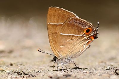碧翠灰蝶 Chrysozephyrus teisoi 雌蟲