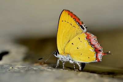 紫日灰蝶 Heliophorus ila matsumurae 雄蟲