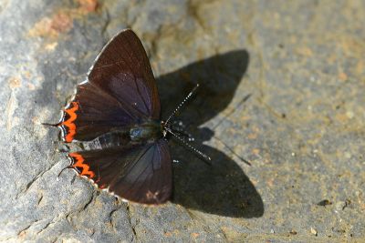 紫日灰蝶 Heliophorus ila matsumurae 雄蟲