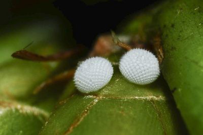 日本紫灰蝶 Arhopala japonica