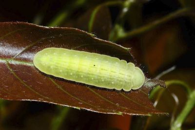 日本紫灰蝶 Arhopala japonica