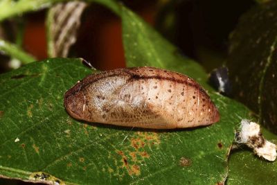 日本紫灰蝶 Arhopala japonica