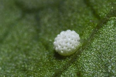 紫日灰蝶 Heliophorus ila matsumurae