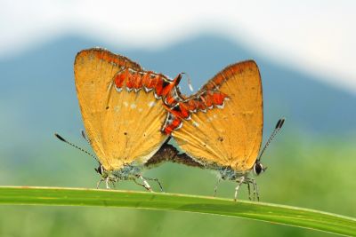 紫日灰蝶 Heliophorus ila matsumurae 交尾中個體