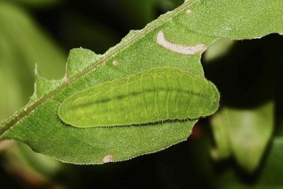 紫日灰蝶 Heliophorus ila matsumurae