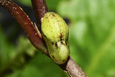 紫日灰蝶 Heliophorus ila matsumurae