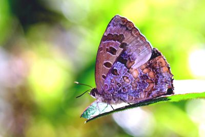 燕尾紫灰蝶 Arhopala bazalus turbata 性別不明