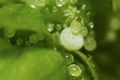 細灰蝶 Leptotes plinius