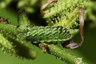 細灰蝶 Leptotes plinius