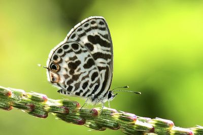 細灰蝶 Leptotes plinius 雄蟲