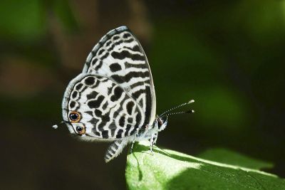 細灰蝶 Leptotes plinius 雄蟲