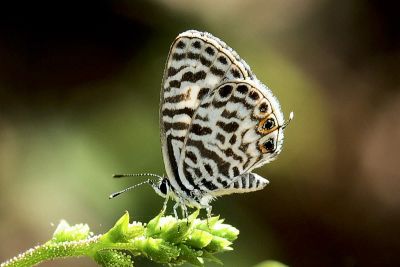 細灰蝶 Leptotes plinius 雌蟲