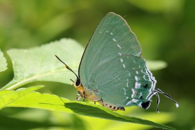 綠灰蝶 Artipe eryx horiella 性別不明
