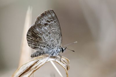 綺灰蝶 Chilades lajus koshunensis 雄蟲