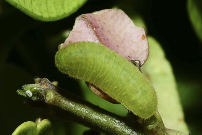 綺灰蝶 Chilades lajus koshunensis