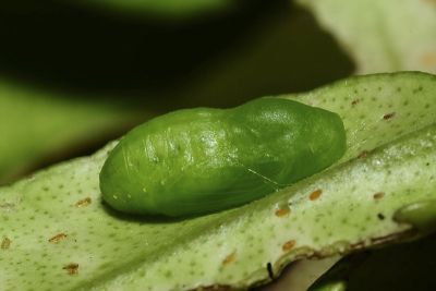 綺灰蝶 Chilades lajus koshunensis