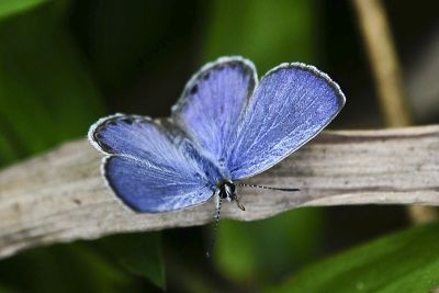 綺灰蝶 Chilades lajus koshunensis 雄蟲
