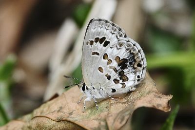 綺灰蝶 Chilades lajus koshunensis 雌蟲