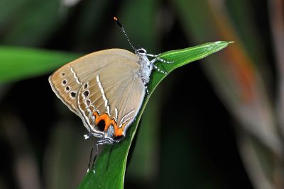 臺灣灑灰蝶 Satyrium formosanum 性別不明