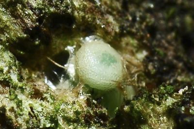 臺灣灑灰蝶 Satyrium formosanum