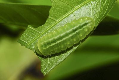 臺灣灑灰蝶 Satyrium formosanum