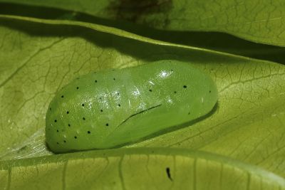 臺灣灑灰蝶 Satyrium formosanum