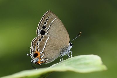臺灣灑灰蝶 Satyrium formosanum 雄蟲