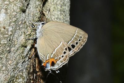 臺灣灑灰蝶 Satyrium formosanum 雌蟲