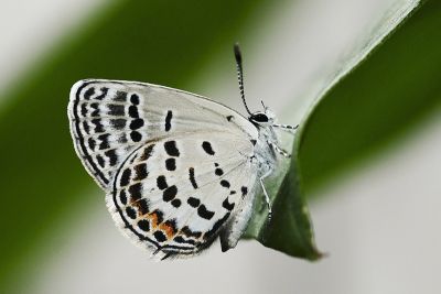 臺灣玄灰蝶 Tongeia hainani 雌蟲