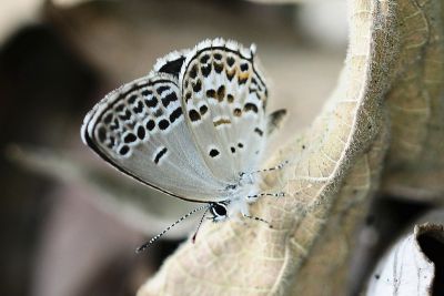 臺灣玄灰蝶 Tongeia hainani 雌蟲