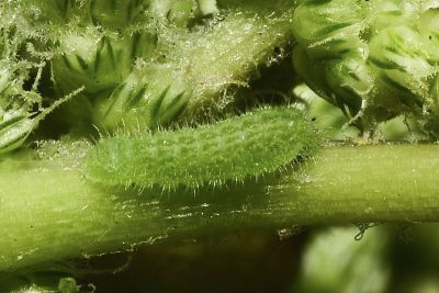 莧藍灰蝶 Zizeeria karsandra
