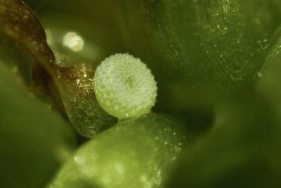 莧藍灰蝶 Zizeeria karsandra