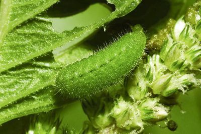 莧藍灰蝶 Zizeeria karsandra