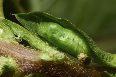 莧藍灰蝶 Zizeeria karsandra