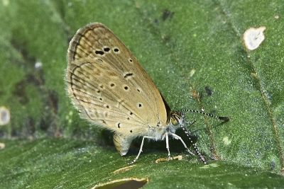 莧藍灰蝶 Zizeeria karsandra 雌蟲