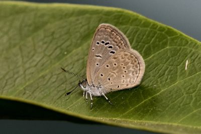莧藍灰蝶 Zizeeria karsandra 性別不明