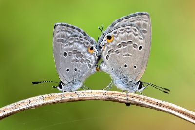 蘇鐵綺灰蝶 Chilades pandava peripatria 交尾中個體