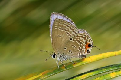 蘇鐵綺灰蝶 Chilades pandava peripatria 雄蟲